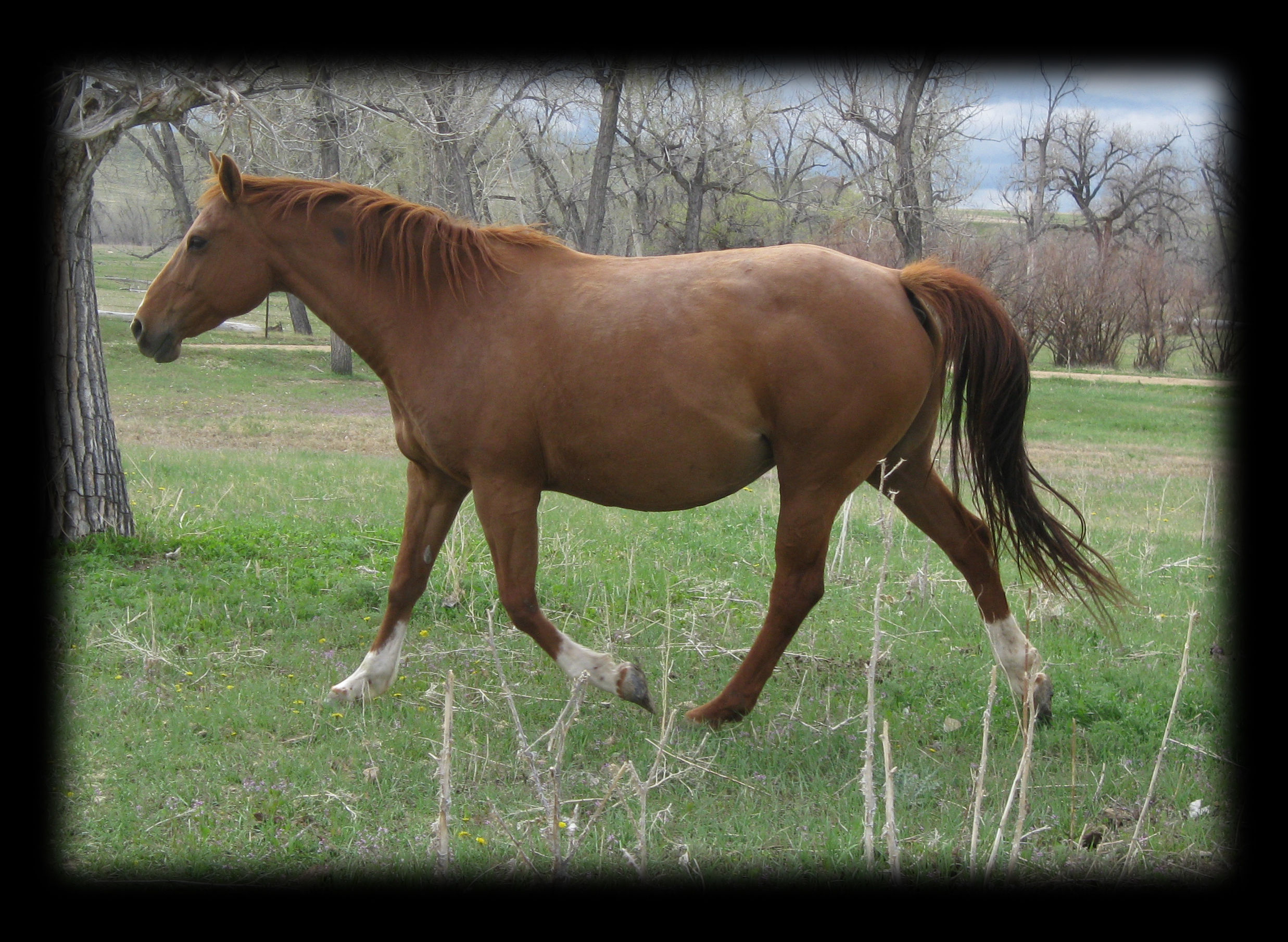 New Holly Tess, Very heary in her pregnancy, Hollywood Gold and Royal King